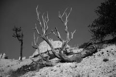 DSC_6705nb