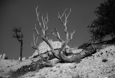 DSC_6705nb