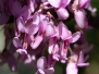 Fleurs