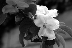 DSC_7242nb