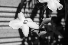 DSC_7276