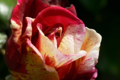 DSC_7655