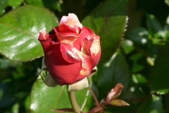 DSC_7676