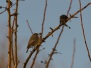 Oiseaux