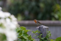 DSC_1207