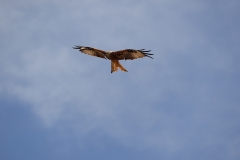 DSC_4967