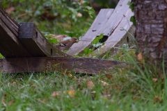 DSC_7104