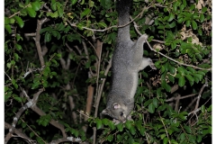 Australie2013-0003