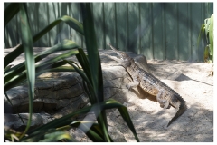 Australie2013-0010