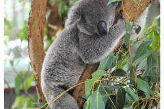 Australie2013-0016