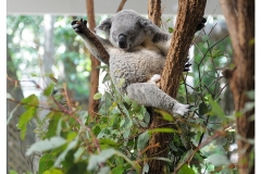Australie2013-0018