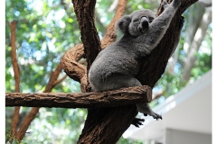 Australie2013-0021