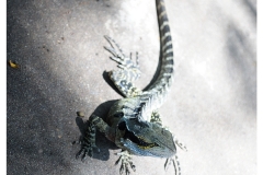 Australie2013-0031