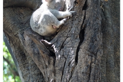 Australie2013-0037