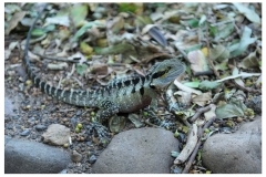 Australie2013-0039