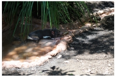 Australie2013-0068