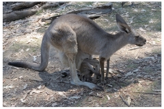 Australie2013-0095