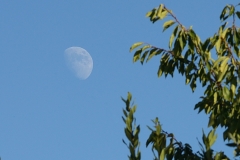 DSC_8003b